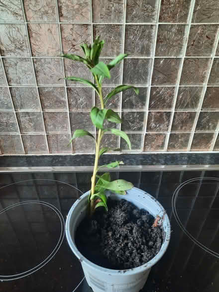 Photo of free White Lysmachia (Morden SM4) #3