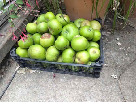 Photo of free More windfall Bramley cooking apples (Cricket Road OX4) #1