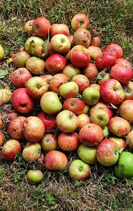 Photo of free Windfall Apples (Winfarthing) #1