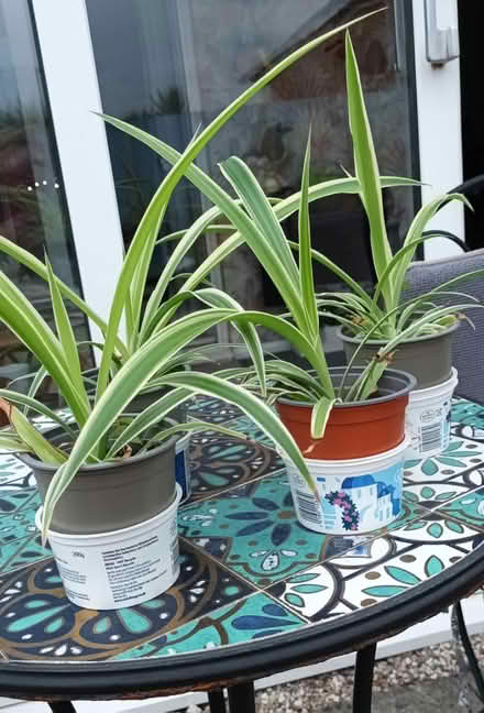Photo of free 4 x young Spider plants (S20 Waterthorpe) #2