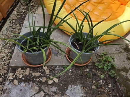 Photo of free Aloe Vera Plants (Southdown) #1