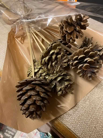 Photo of free Pine cones (GL53 Leckhampton) #1