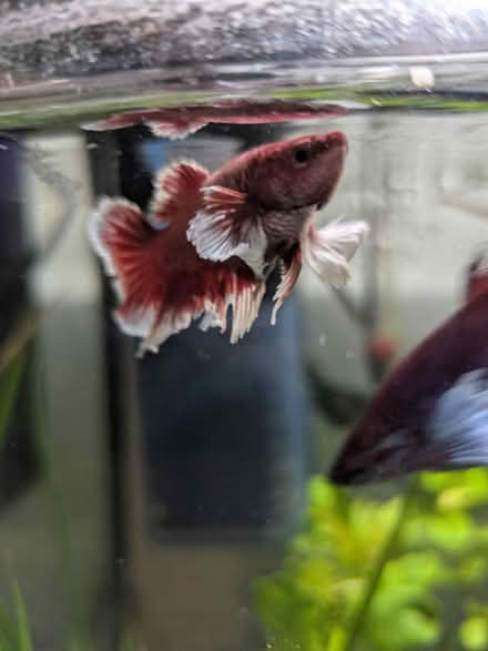 Photo of Fish tank (Wollaton NG8) #1