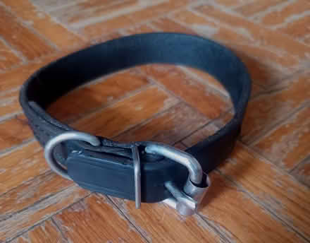 Photo of free Leather Pet Collar. 12 inches (Parliament & Wellesley Streets) #1