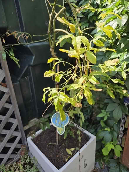 Photo of free Laburnum Tree (North Petherton TA6) #1