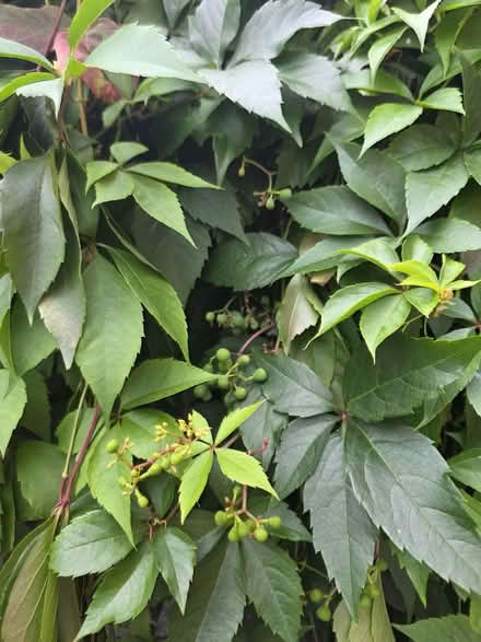 Photo of free Virginia creeper saplings (Off Shooters Hill Road SE18) #4