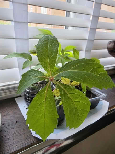 Photo of free Virginia creeper saplings (Off Shooters Hill Road SE18) #1