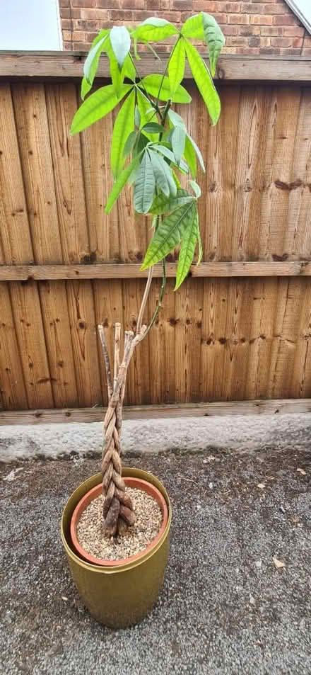 Photo of free Houseplant (Great Sutton CH66) #2