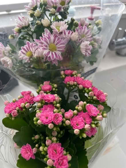Photo of free Two floral house pmants (Winnersh, Wokingham) #1