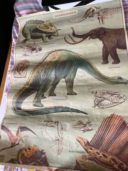 Photo of free Dinosaur poster (Macclesfield SK10) #1