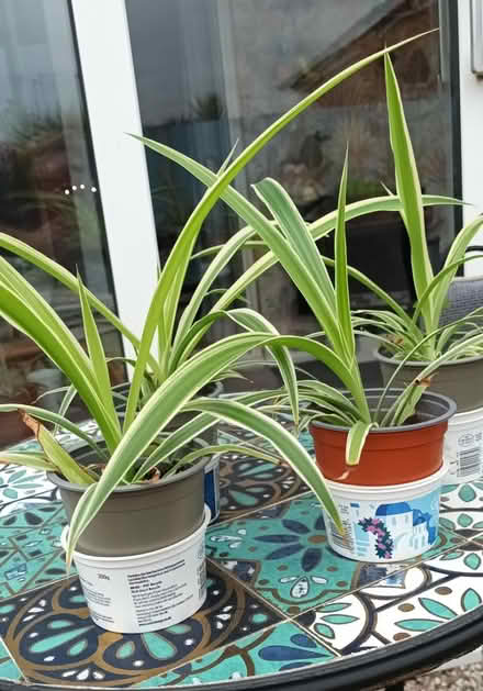 Photo of free 4 x young Spider plants (S20 Waterthorpe) #3