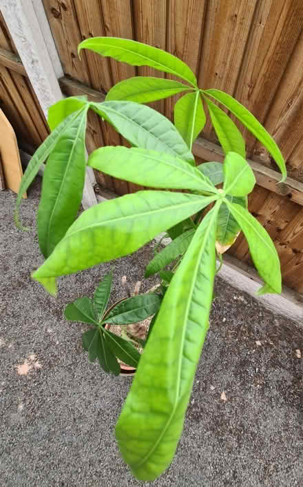Photo of free Houseplant (Great Sutton CH66) #1