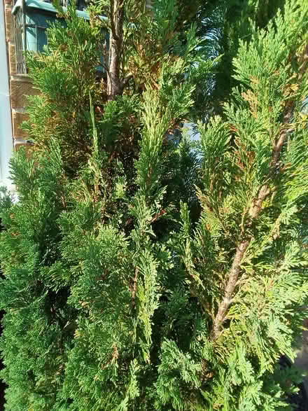 Photo of free Evergreen tree in pot (Oxton) #2