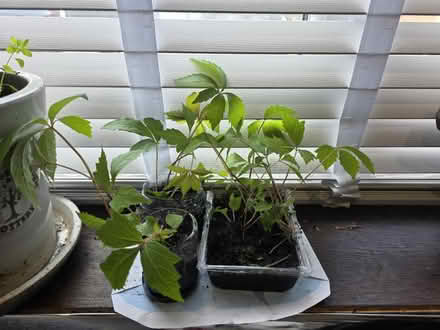 Photo of free Virginia creeper saplings (Off Shooters Hill Road SE18) #3