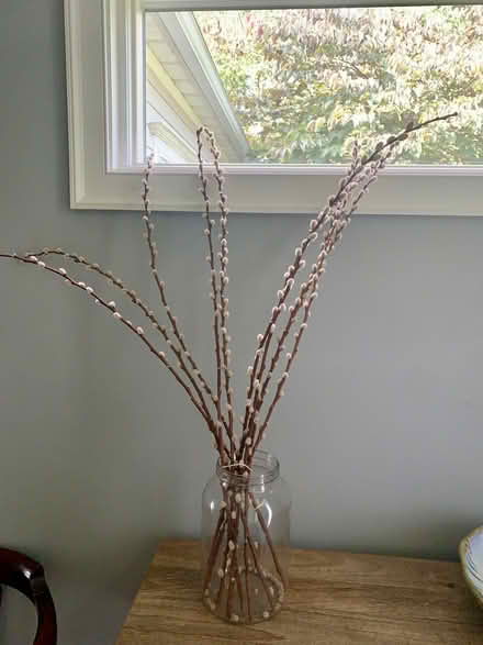 Photo of free Dried Pussy Willow Stems (Morristown) #1