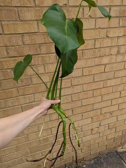 Photo of free house plants (Undercliffe Rd BD2) #1