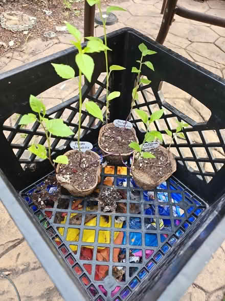 Photo of free 3 tomatillos (Dunning, Chicago) #1
