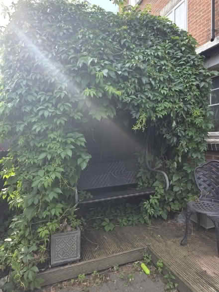 Photo of free Virginia creeper saplings (Off Shooters Hill Road SE18) #2