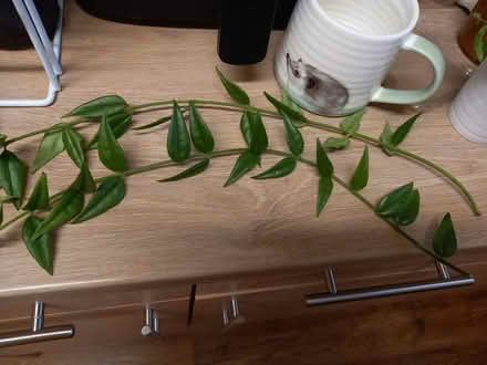 Photo of free Flower of Wax cutting (Collyhurst M40) #1