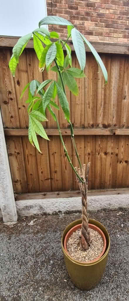 Photo of free Houseplant (Great Sutton CH66) #3