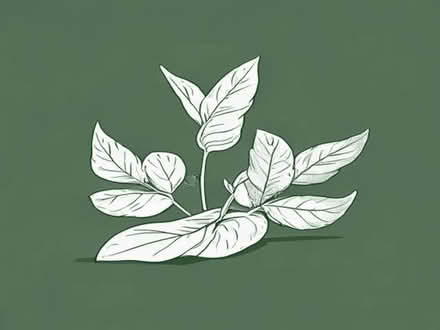 Photo of Bay Leaves/Basil/Sage plants (Haywards Heath RH16) #1