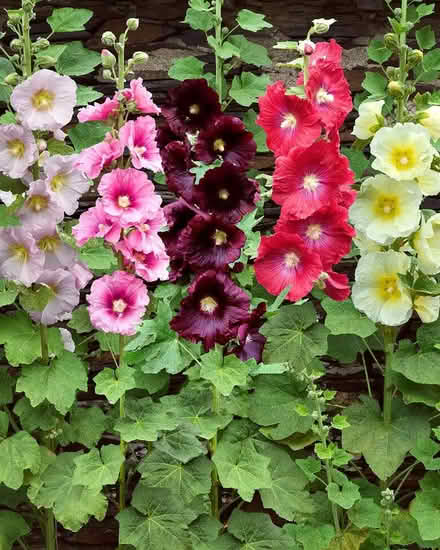 Photo of free 20 hollyhock plants (Top Amersham HP6) #2