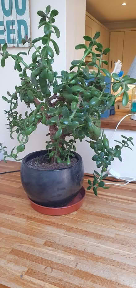 Photo of free Jade Plant (Godalming GU7) #1