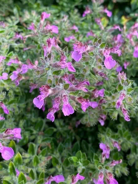 Photo of Teucrium plant (Swanley BR8) #1