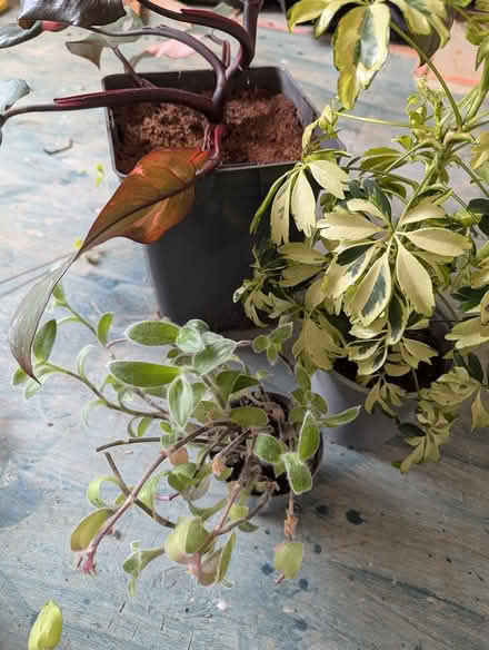 Photo of free house plants (Undercliffe Rd BD2) #3