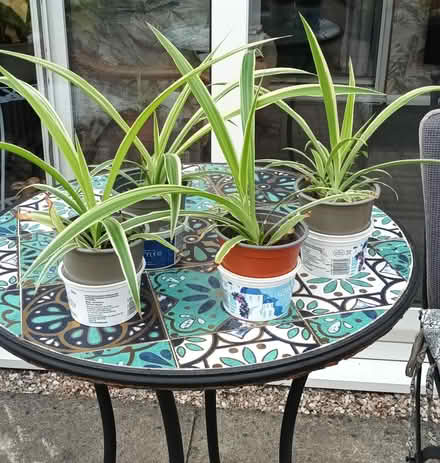 Photo of free 4 x young Spider plants (S20 Waterthorpe) #1