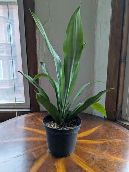 Photo of free "Moonshine" Snake Plant (North End) #2
