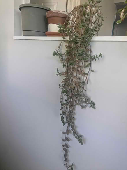 Photo of free Tradescantia Sillamontana plant (Revere) #1