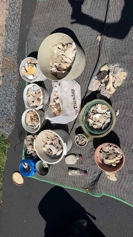 Photo of free Seashell Collection (Center Valley PA) #2