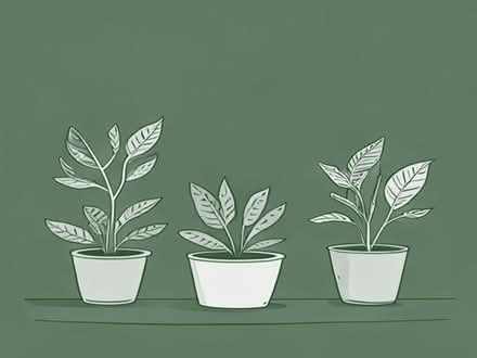 Photo of free 5 houseplants (Goldington MK41) #1