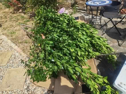 Photo of free 2 big branches of bay leaves (Chessington KT9) #1