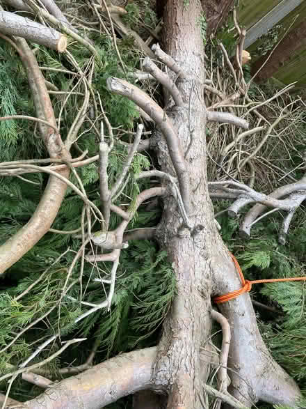Photo of free Logs (Chorley Moor PR7) #2
