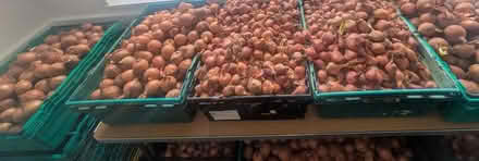 Photo of free Lots of onions (E14 Isle of Dogs) #1
