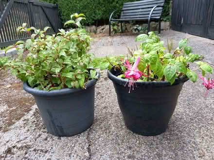 Photo of free Fuchsia (Crosspool S10) #1