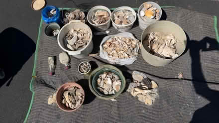 Photo of free Seashell Collection (Center Valley PA) #1