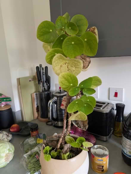 Photo of free Money tree (G82 4EY) #1