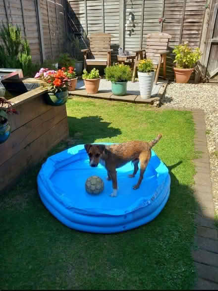 Photo of free Childs paddling pool. Dog not included (Cam GL11) #1