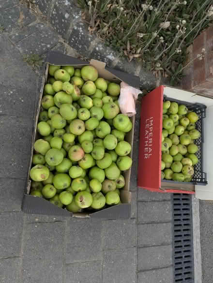 Photo of free Apples Cooking / Horses (TN4) #1