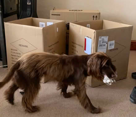 Photo of free Cardboard boxes (Kenilworth CV8) #1