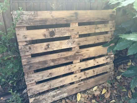 Photo of free Wooden pallet (Westcott) #1