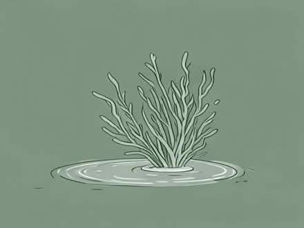 Photo of free Oxygenating pondweed (Portslade by Sea BN41) #1