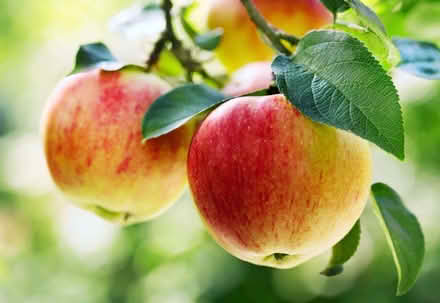 Photo of free Apples (Chislehurst BR7) #1