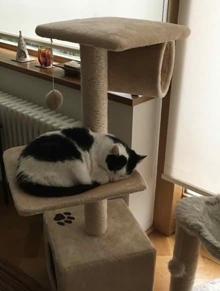Photo of free Used Cat Scratching Tree (Ballybrack Village) #4