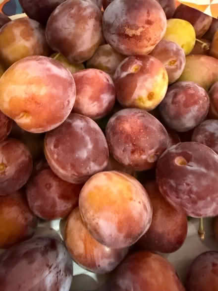 Photo of free ripe plums for jam (LU2 Round Green) #1