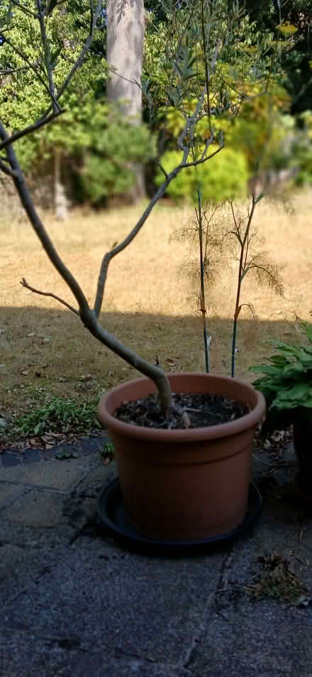 Photo of free Olive Tree in Pot (Hawley GU17) #2