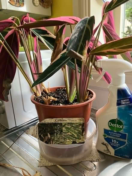 Photo of free Houseplants, pot, stand and plates (Goffs Oak EN7) #2